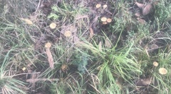 Psilocybe subaeruginosa