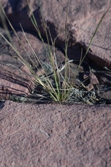 Aristida dichotoma