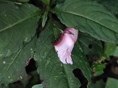 Impatiens piufanensis