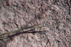 Aristida dichotoma