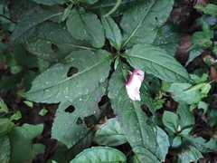 Impatiens piufanensis