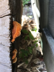 Pycnoporellus fulgens