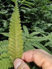 Pteris fauriei