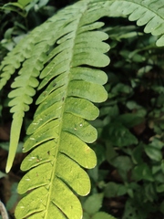 Pteris fauriei