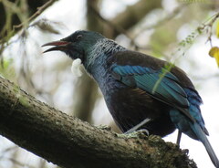 Prosthemadera novaeseelandiae novaeseelandiae