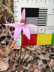 Caladenia hillmanii