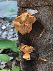 Pycnoporellus fulgens