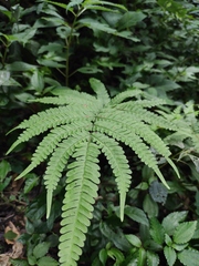 Pteris fauriei