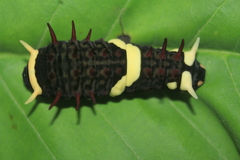 Papilioninae