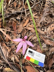 Caladenia hillmanii
