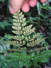 Arachniodes aristata