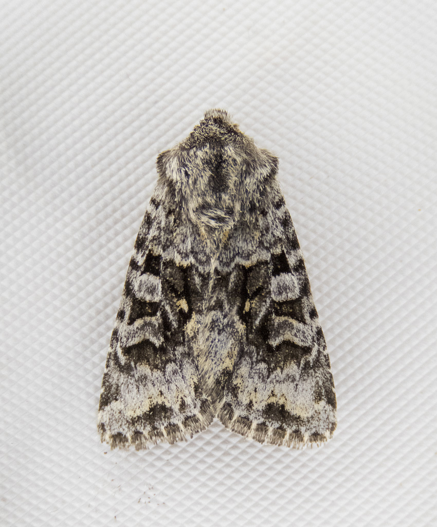 Sutrina Moth
