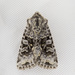 Sutrina Moth - Photo (c) Jim Johnson, some rights reserved (CC BY-NC-ND), uploaded by Jim Johnson