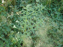 Cirsium