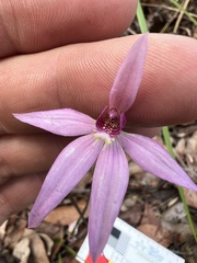 Caladenia hillmanii
