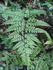 Arachniodes aristata