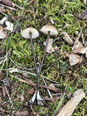 Cyanula