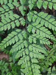 Arachniodes aristata