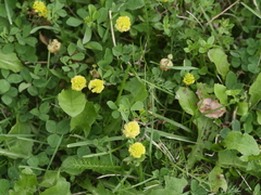 Trifolium campestre