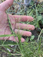 Panicum capillare