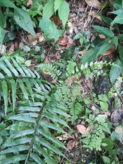 Asplenium wrightii