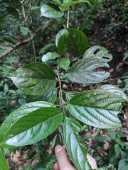 Viburnum dilatatum