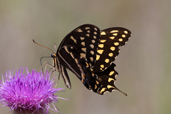 Papilio palamedes