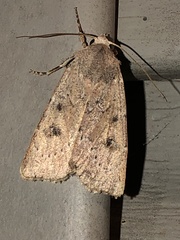 Agrotis vetusta