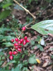 Viburnum dilatatum