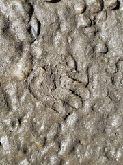 Didelphis virginiana