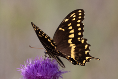 Papilio palamedes