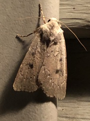 Agrotis vetusta