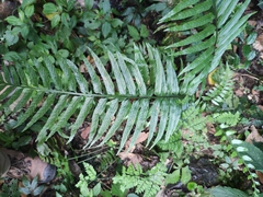 Asplenium wrightii