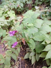 Nothochelone nemorosa