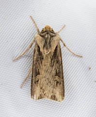 Agrotis vancouverensis