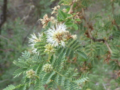 Mimosa grahamii