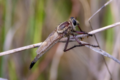 Proctacanthus gracilis