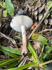 Validae