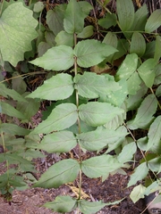 Nothochelone nemorosa