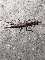 Anisomorpha buprestoides