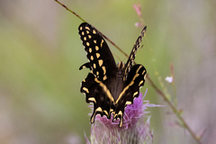 Papilio palamedes