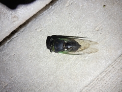 Neotibicen tibicen tibicen