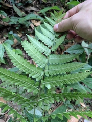 Diplazium laxifrons