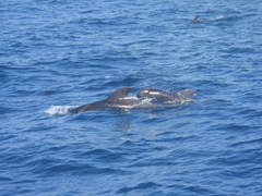 Globicephala