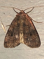 Xestia smithii