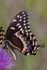 Papilio palamedes