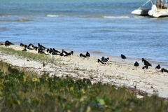 Haematopus longirostris