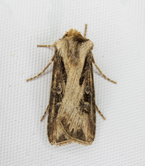Agrotis vancouverensis