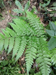 Diplazium laxifrons