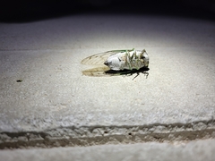 Neotibicen tibicen tibicen